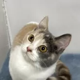 ブリティッシュ MIX【岐阜県・女の子・2025年7月8日・タイリュートキャリコ】の写真1