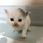 ブリティッシュ MIX