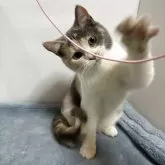 ブリティッシュ MIX【岐阜県・女の子・2025年7月8日・タイリュートキャリコ】の写真2