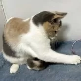 ブリティッシュ MIX【岐阜県・女の子・2025年7月8日・タイリュートキャリコ】の写真3