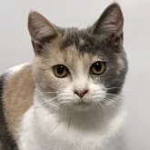 ブリティッシュ MIX【岐阜県・女の子・2025年7月8日・タイリュートキャリコ】の写真4