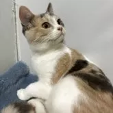 ブリティッシュ MIX【岐阜県・女の子・2025年7月8日・タイリュートキャリコ】の写真7