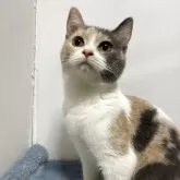 ブリティッシュ MIX【岐阜県・女の子・2025年7月8日・タイリュートキャリコ】の写真8