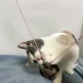 ブリティッシュ MIX【岐阜県・女の子・2025年7月8日・タイリュートキャリコ】の写真9