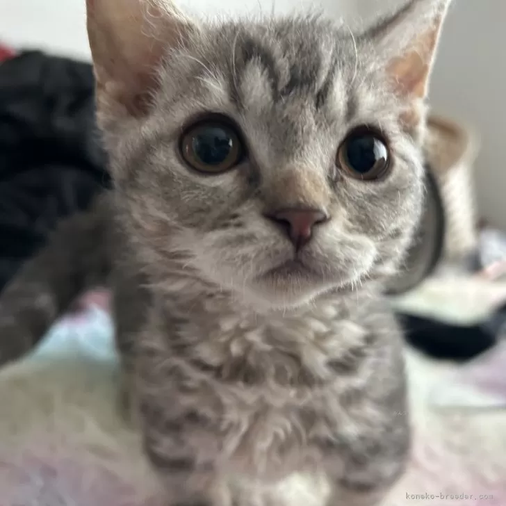 かぉちゃん 様のお迎えした子猫