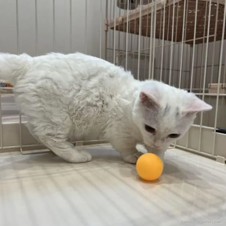 ID:2209-01431の子猫