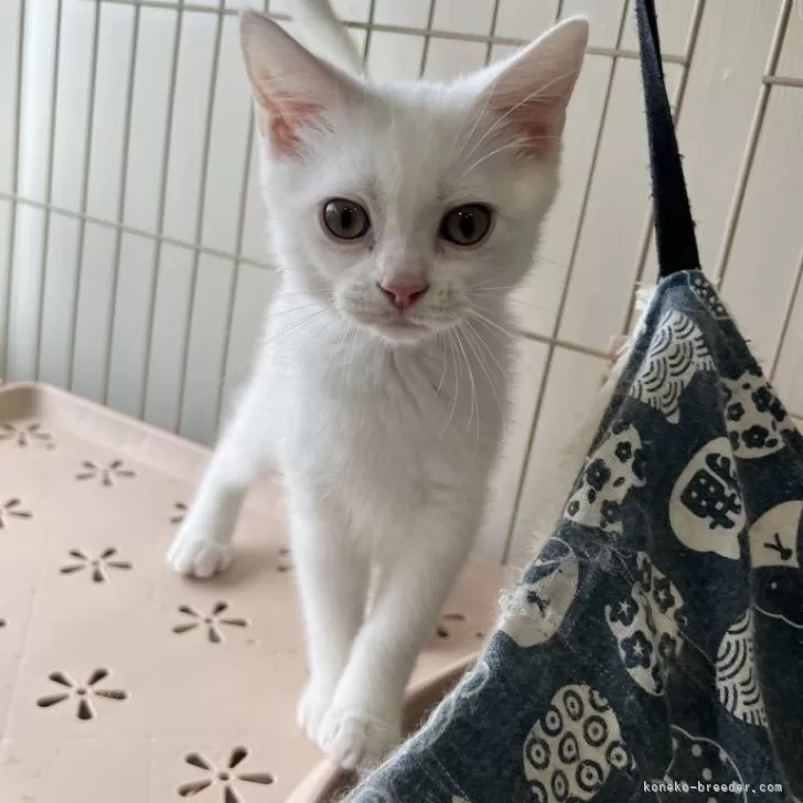 ID：2408-02671の子猫
