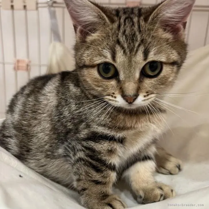 ID:2209-01309の子猫
