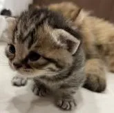 マンチカン(短足)【宮崎県・男の子・2022年10月8日・黒茶縞】の写真1