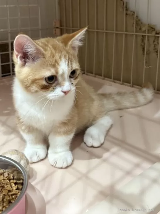 マンチカン(短足)【宮崎県・男の子・2025年5月26日・レッド