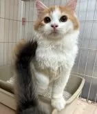 マンチカン(長足)【宮崎県・男の子・2025年5月26日・レッドタビー&ホワイト】の写真9