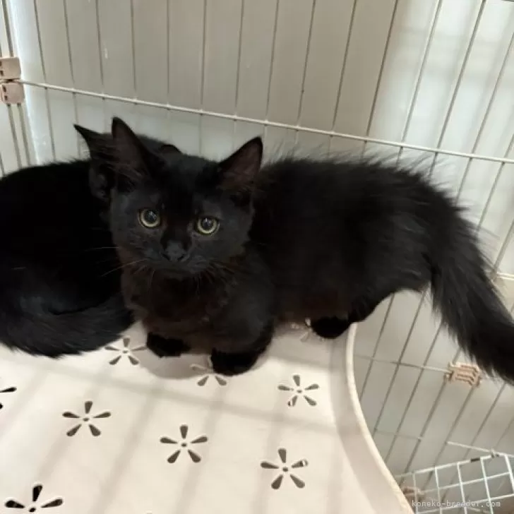 黒猫みんと 黒猫みんと様