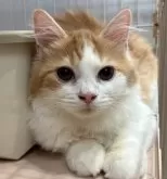 マンチカン(長足)【宮崎県・男の子・2025年5月26日・レッドタビー&ホワイト】の写真10