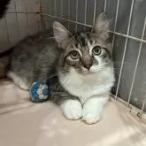 ミックス短足(マンチカン‪✕‬ミックス)【宮崎県・男の子・2025年6月23日・ブラウンタビー&ホワイト】の写真12