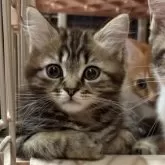 マンチカン(長足)【宮崎県・男の子・2025年9月4日・ブラウンタビー】の写真9