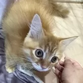 マンチカン(短足)【宮崎県・男の子・2025年9月4日・レッドタビー】の写真11