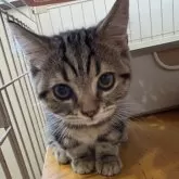 ラムキン【宮崎県・男の子・2025年7月11日・ブラウンタビー】の写真12