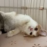 マンチカン(長足)【宮崎県・男の子・2025年5月26日・レッドタビー&ホワイト】の写真3