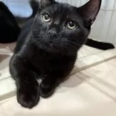 ミックス短足(マンチカン‪✕‬ミックス)【宮崎県・男の子・2025年6月23日・ブラックスモーク】の写真5