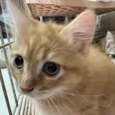 マンチカン(短足)【宮崎県・男の子・2025年9月4日・レッドタビー】の写真8