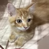 マンチカン(短足)【宮崎県・男の子・2025年9月4日・レッドタビー】の写真14