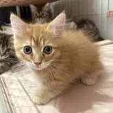 マンチカン(短足)【宮崎県・男の子・2025年9月4日・レッドタビー】の写真10