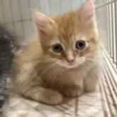 マンチカン(短足)【宮崎県・男の子・2025年9月4日・レッドタビー】の写真14