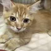 マンチカン(短足)【宮崎県・男の子・2025年9月4日・レッドタビー】の写真15