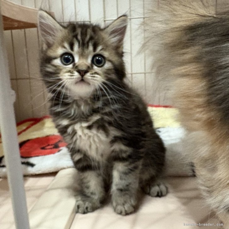 ブリーダー画像