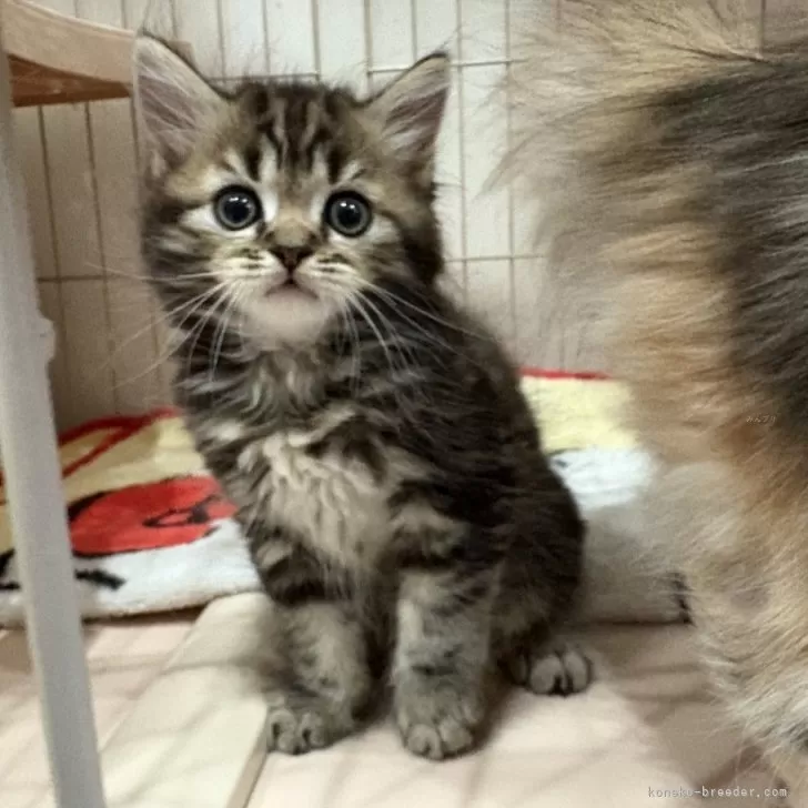 マンチカン(長足)【宮崎県・男の子・2025年9月4日・ブラウンタビー】の写真1
