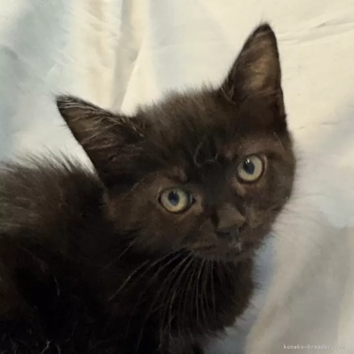 ID:2507-02001の子猫