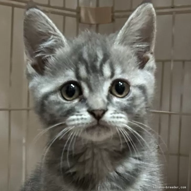 ID：2504-00349の子猫