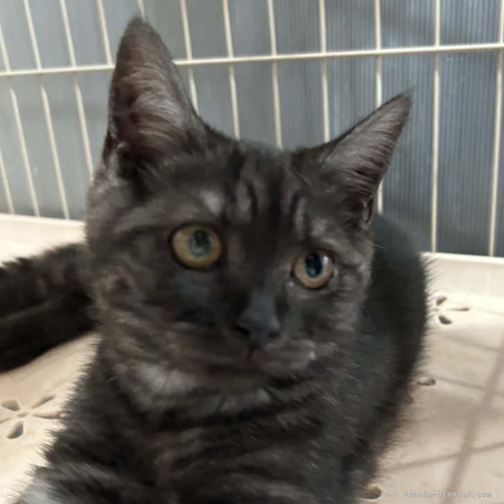 【極美品】猫の腫瘍 mqdefault.jpg