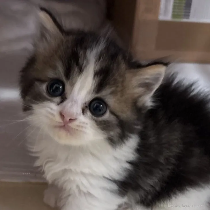 マンチカン(短足)【宮崎県・女の子・2026年6月8日・ブラウン系