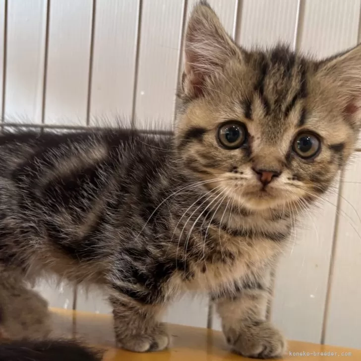 ID：2508-02000の子猫