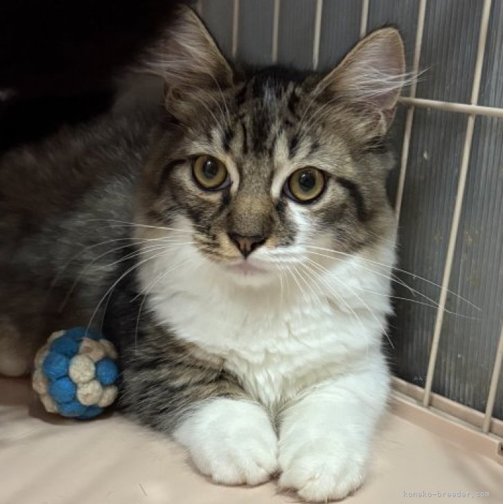 ブリーダー画像