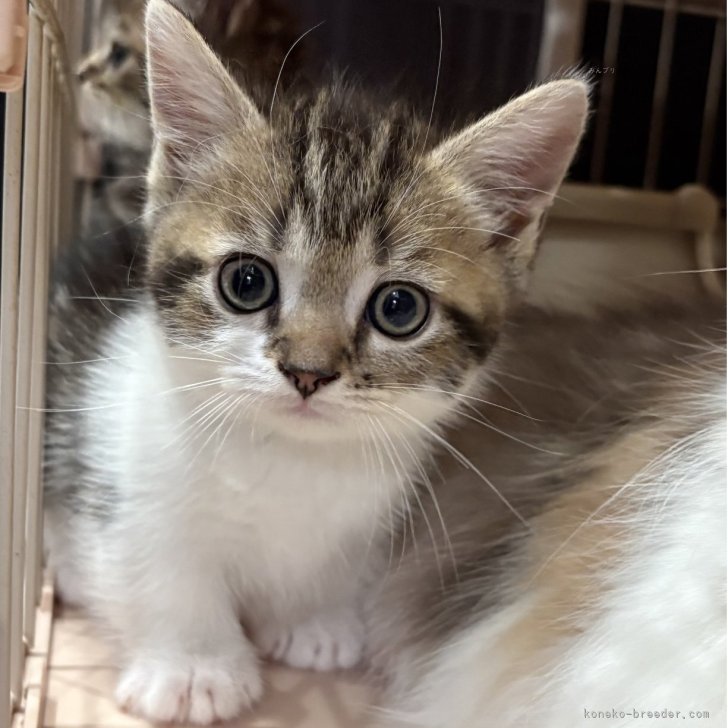 ブリーダー画像