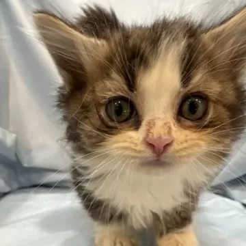 ちゃちゃ☘️長毛種猫ちゃんいます❤︎໒꒱　　宮崎完熟マンゴー　8玉　２.2k 宮崎県産 完熟マンゴー（1玉） | シャディギフトモール