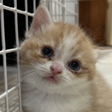 マンチカン【宮崎県・男の子・2025年5月26日・レッドタビー（短毛）】の写真「茶トラ短足くん♡」