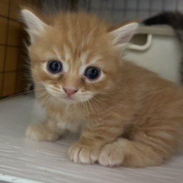 マンチカン(短足)【宮崎県・男の子・2025年9月4日・レッドタビー】の写真「短足くん♡」