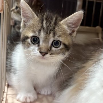 マンチカン(短足)【宮崎県・男の子・2025年9月4日・ブラウンタビー&ホワイト】の写真「まんまるお顔の短足くん♡」