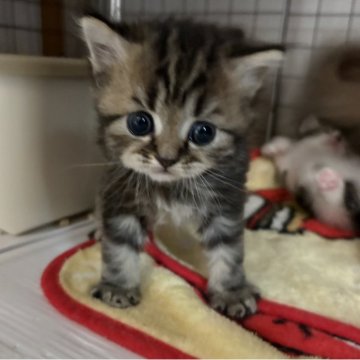 マンチカン(長足)【宮崎県・男の子・2025年9月4日・ブラウンタビー（セミロング）】の写真「両親とも遺伝子検査クリア✨️」