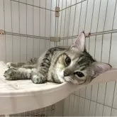 マンチカン(長足)