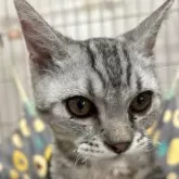 ラムキン