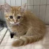 マンチカン(短足)