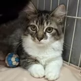 ミックス短足(マンチカン‪✕‬ミックス)【宮崎県・男の子・2025年6月23日・ブラウンタビー&ホワイト】の写真1