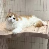 マンチカン(長足)【宮崎県・男の子・2025年5月26日・レッドタビー&ホワイト】の写真2