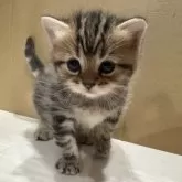 マンチカン(長足)【宮崎県・女の子・2025年11月6日・ブラウンパッチドタビー】の写真3