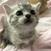 マンチカン(短足)【宮崎県・女の子・2026年4月12日・ブルー・シルバー系】の写真6