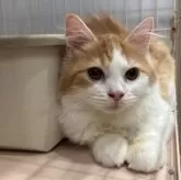 マンチカン(長足)【宮崎県・男の子・2025年5月26日・レッドタビー&ホワイト】の写真4